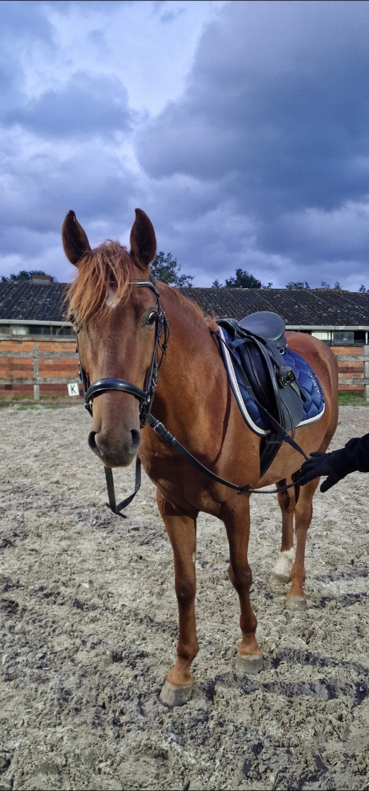 MONA ZOEKT EEN FIJNE BIJRIJDER – GROTE C-PONY, 5 JAAR, Verzorging of Verzorgpony's