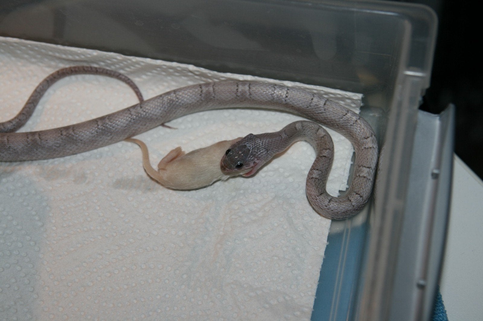 Korenslangen Corn Snake photo 7