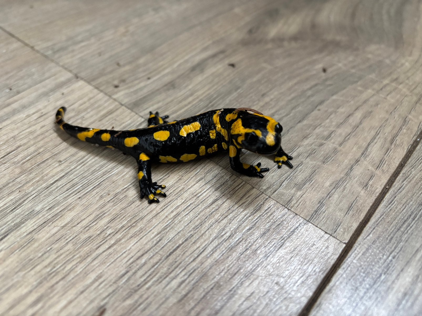 Salamdra terrestris / Vuur salamander 2024, Amfibie, 0 tot 2 jaar
