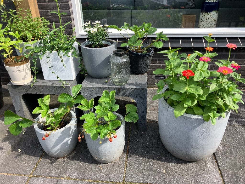 bloemen en tuinplanten bloempot plantenbakken per stuk vanaf, Tuin en Terras, Planten | Tuinplanten, Vaste plant, Overige soorten