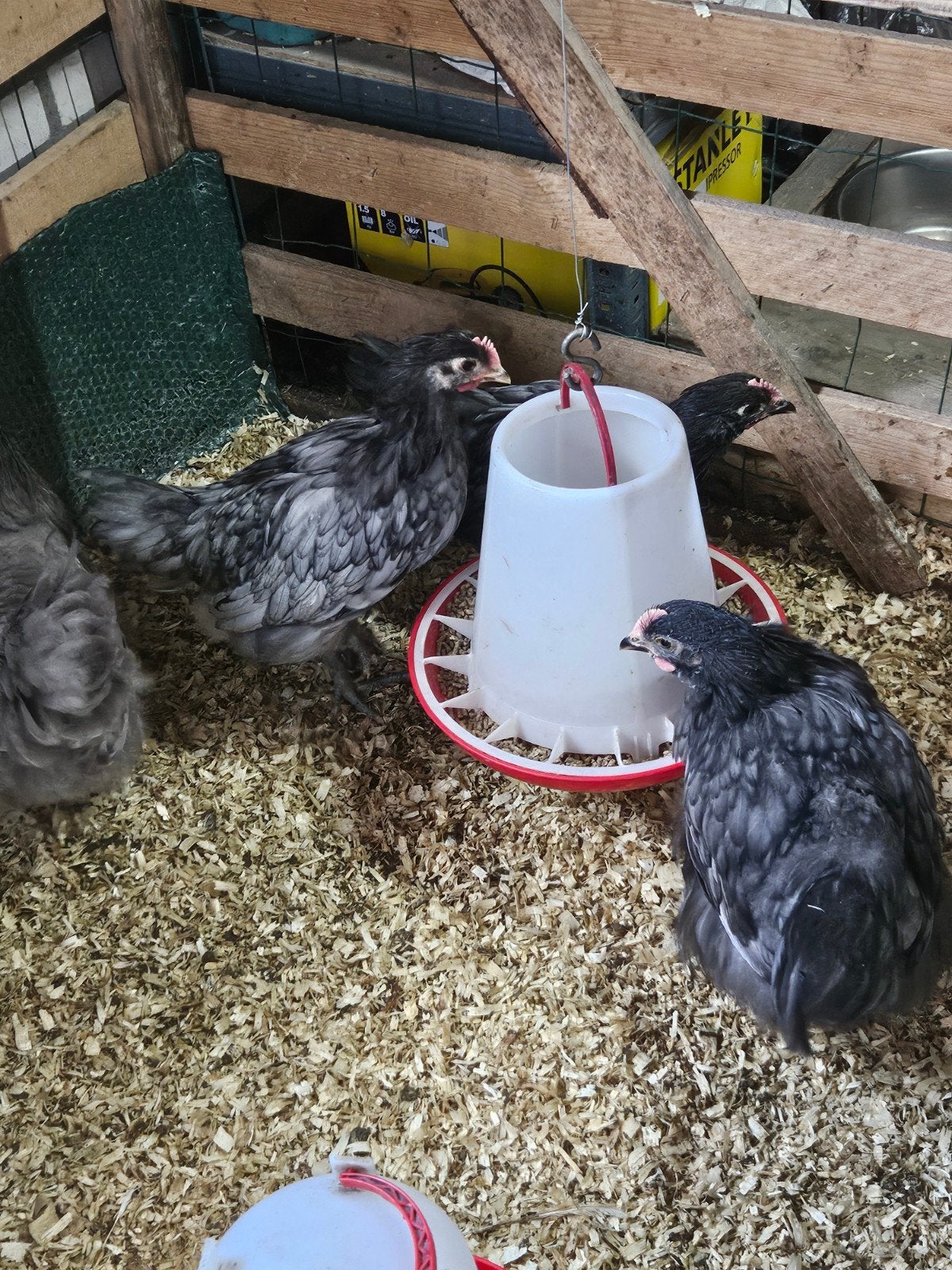 Mooie Orpington hanen te koop, Dieren en Toebehoren, Pluimvee, Kip, Mannelijk