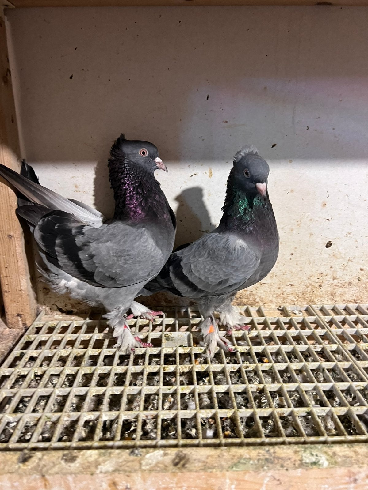 Takla duiven, Dieren en Toebehoren, Meerdere dieren, Overige soorten