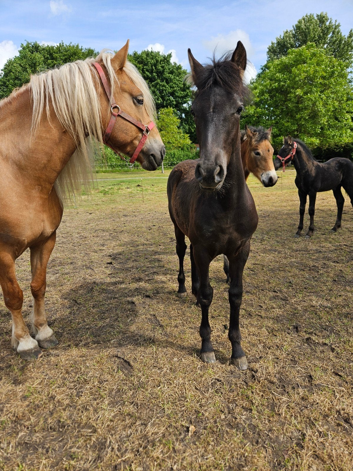 Meerdere Fries x Haflinger kruisingen, Dieren en Toebehoren, Pony's, Meerdere dieren, Onbeleerd, 0 tot 2 jaar, Gechipt, Ontwormd