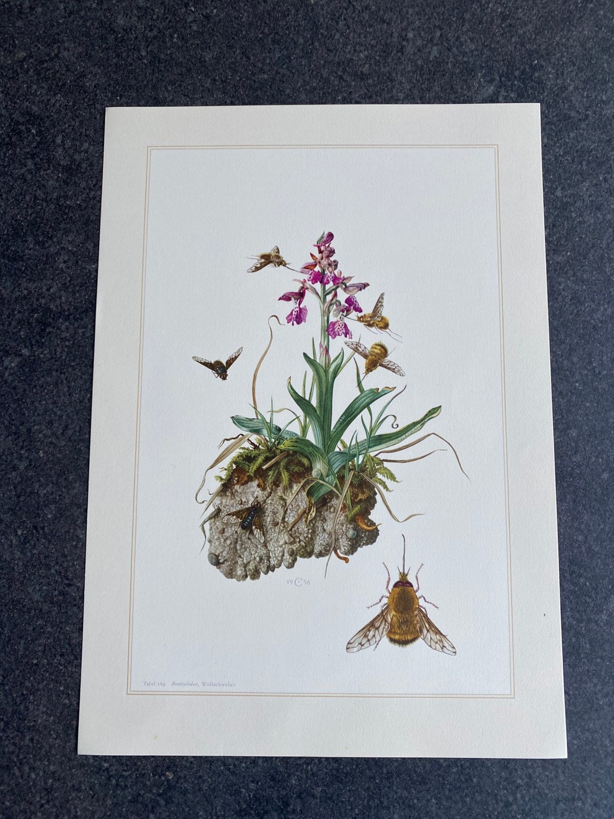11 prenten soorten vliegen en muggen 19x27 cm samen 20 euro, Antiek en Kunst, Ophalen of Verzenden, Natuur en Biologie