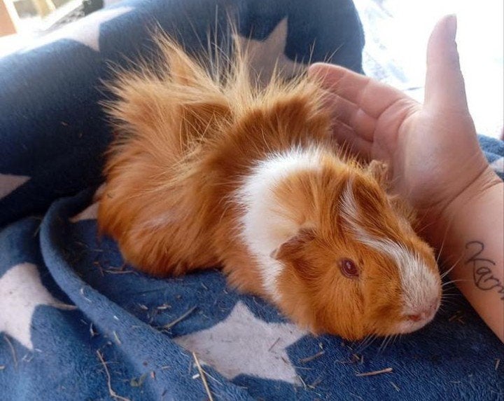 Mooie Cavias, Cavia, Mannelijk, November, Tam