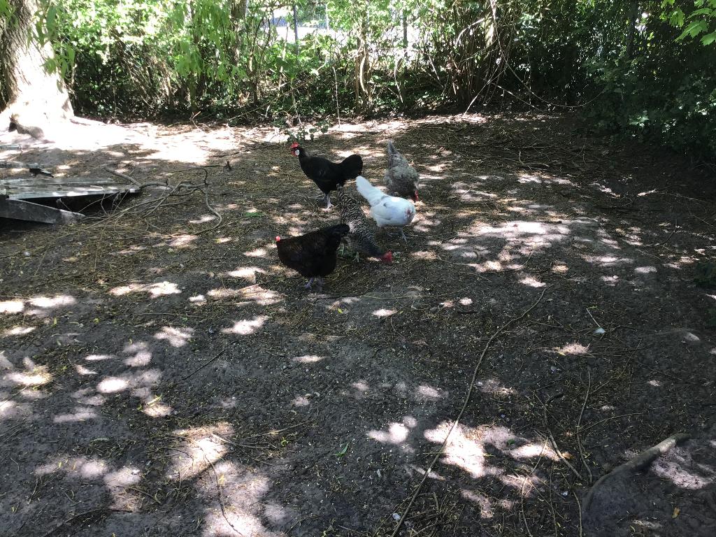 Leuke koppel hennen !, Dieren en Toebehoren, Vrouwelijk, Kip