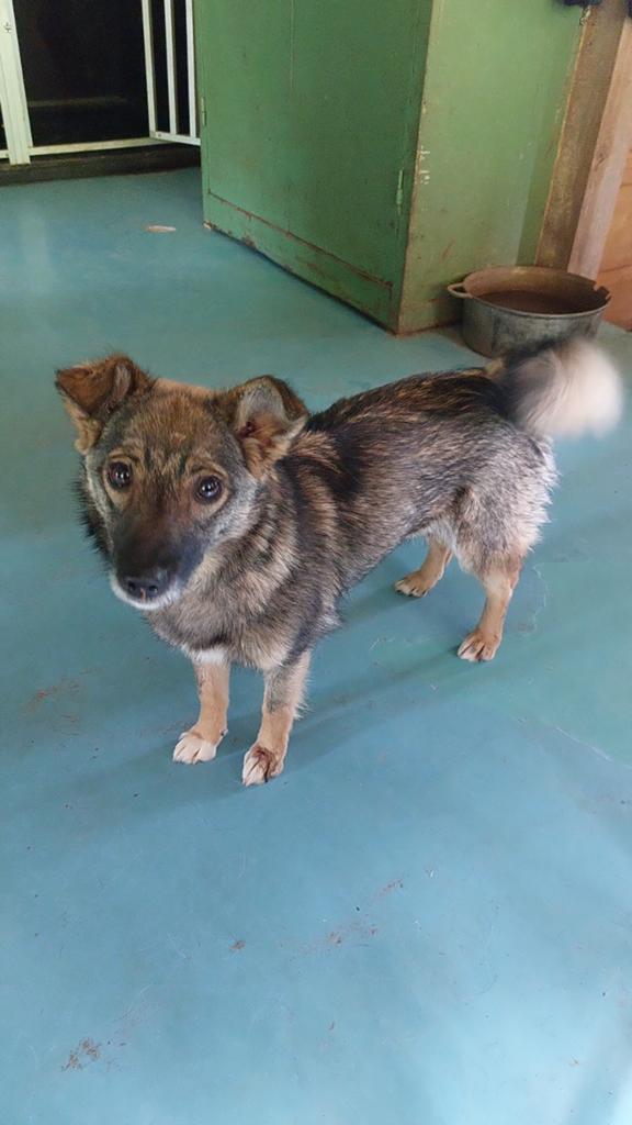 Minoes zoekt een lief baasje!, Dieren en Toebehoren, Honden | Niet-rashonden, Handelaar, 1 tot 2 jaar, Buitenland, Teef