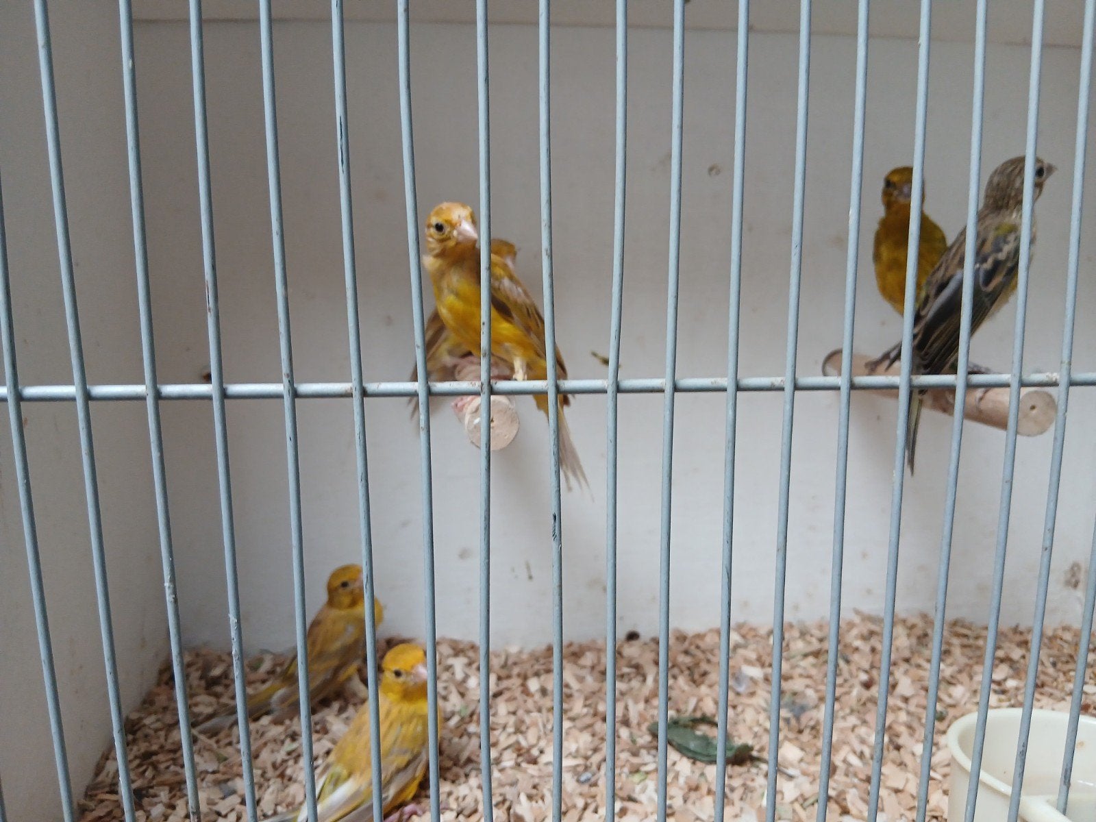 4 kanaries, Meerdere dieren, Kleurkanarie