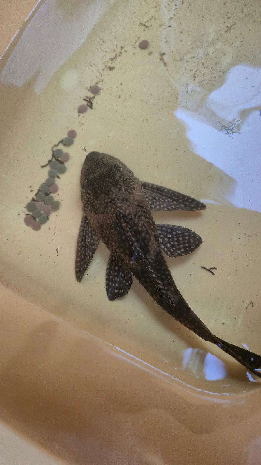 Algeneter 15 cm lang. Nieuw aquarium nodig., Dieren en Toebehoren, Vissen | Aquariumvissen