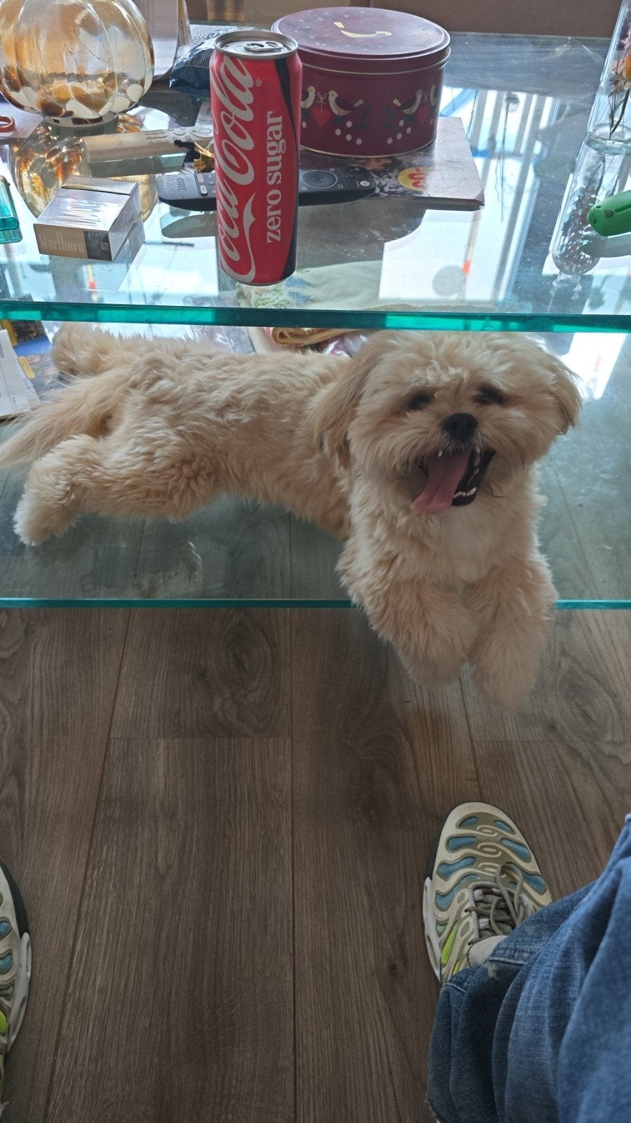 Lieve en enthousiaste Boomer pup Tommy zoekt een warm thuis, 15 weken tot 1 jaar, Reu, Eén hond, Nederland
