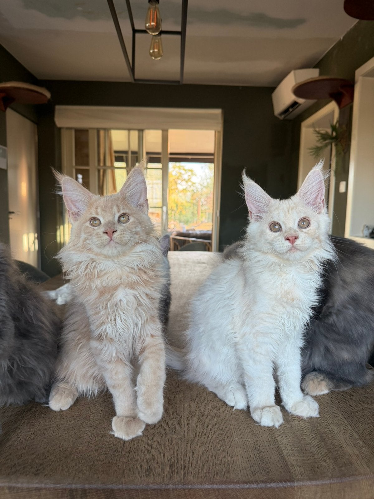 Maine coon kittens met stamboom, Dieren en Toebehoren, Katten en Kittens | Raskatten | Langhaar, Meerdere dieren, Met stamboom