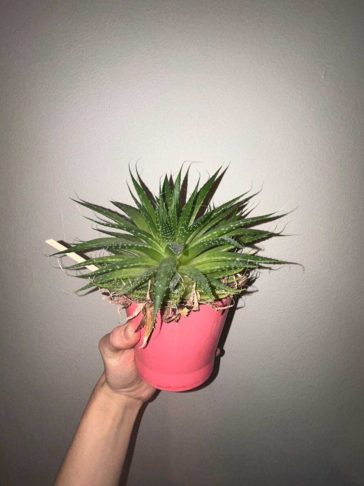 Diverse plants, Ophalen, 200 cm of meer, In pot, Cactus