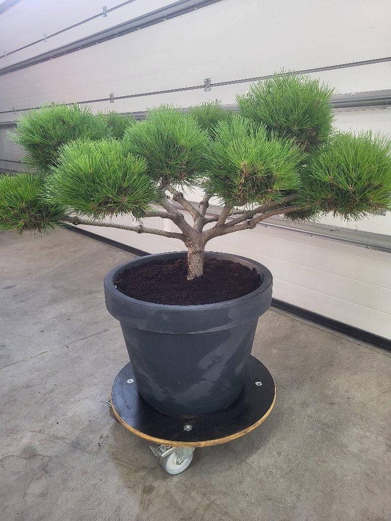 Pinus Brepo Bonsai, Bloeit niet, Overige soorten, Minder dan 100 cm, Ophalen