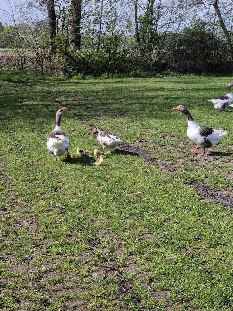 Broedeieren Twentse landgans, Dieren en Toebehoren, Geslacht onbekend, Kip