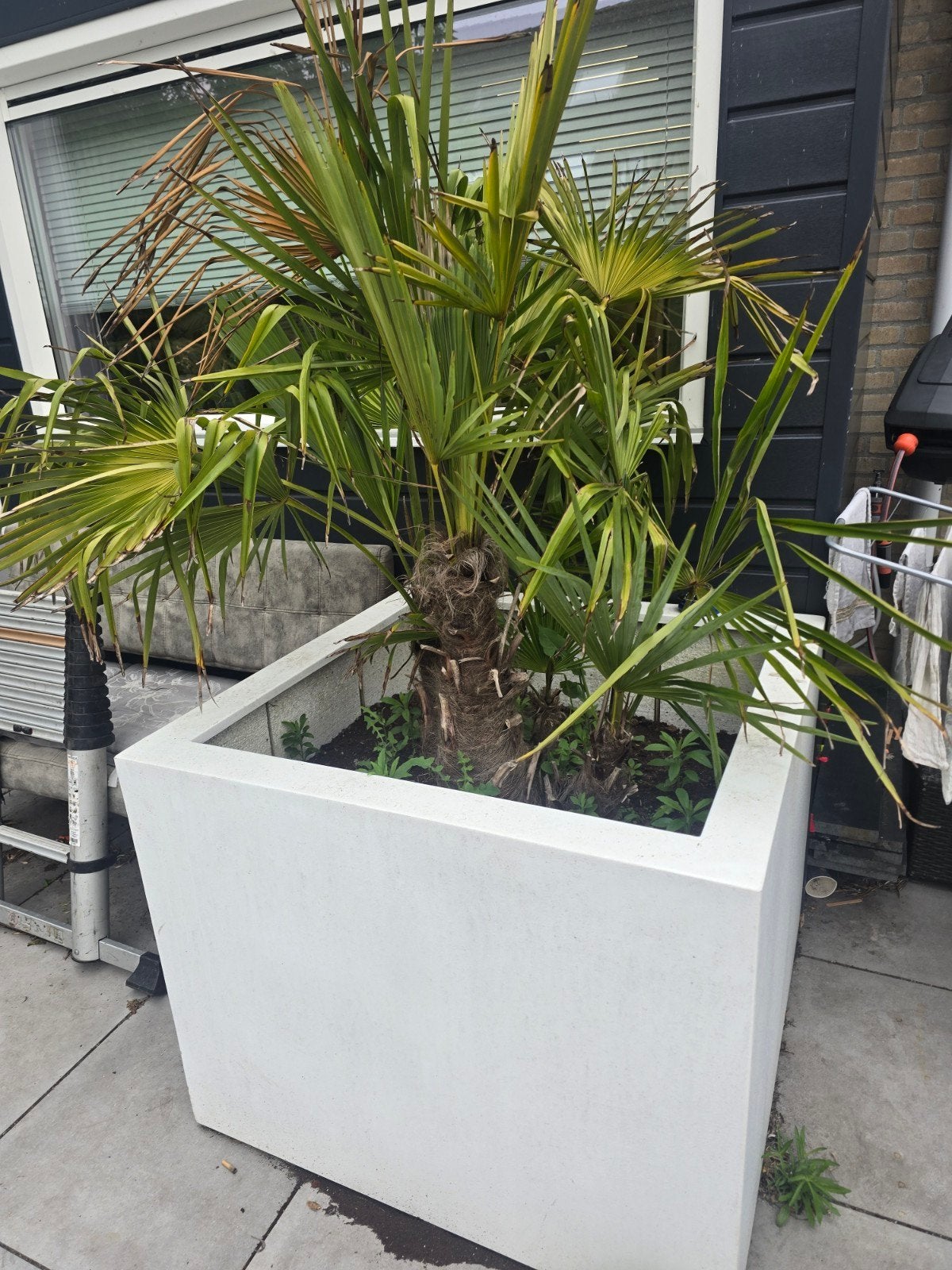 Super mooie bak met 4 stams palm, Ophalen, Kunststof, Vierkant, Zo goed als nieuw