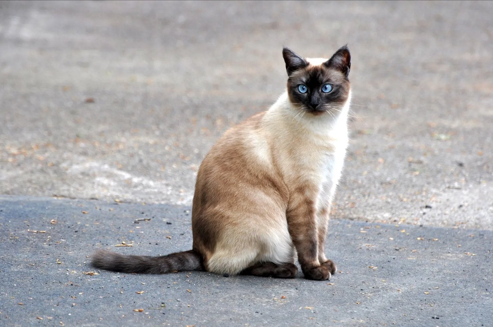 Gezocht siamese kater kitten, Kater, Kortharig, 0 tot 2 jaar