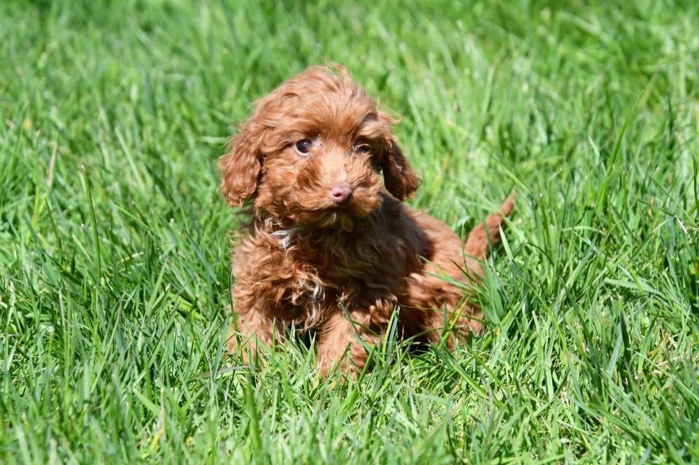 Toypoedel pups te koop, Poedel, 15 weken tot 1 jaar, Buitenland, Teef