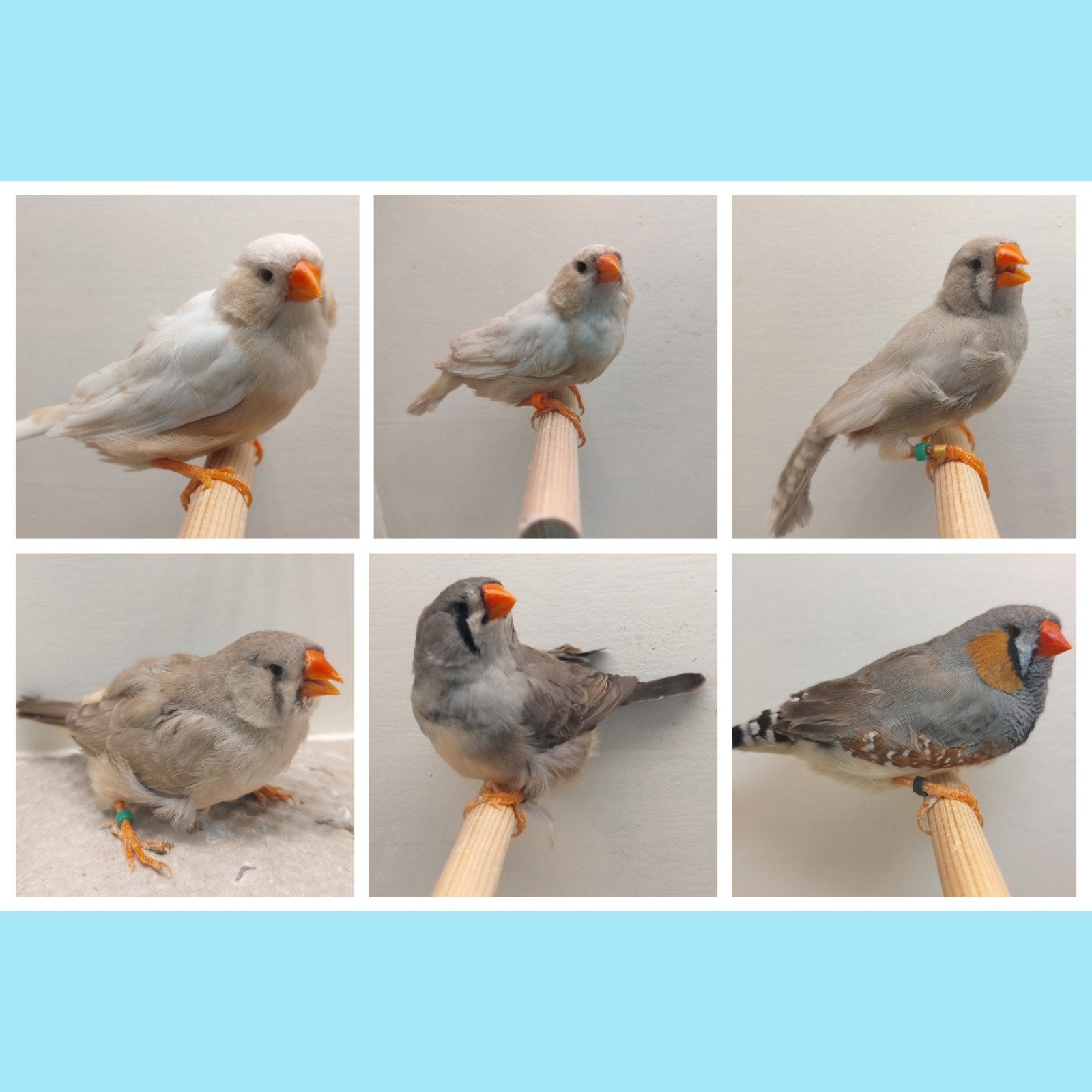 Zebravinken 5x pop, 1x man  p.p.st., Dieren en Toebehoren, Meerdere dieren, Tropenvogel, Geringd