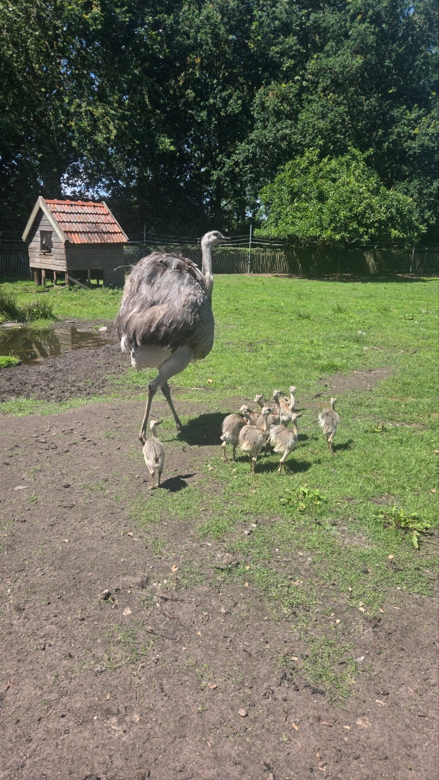 Nandoe kuikens, Meerdere dieren, Overige soorten