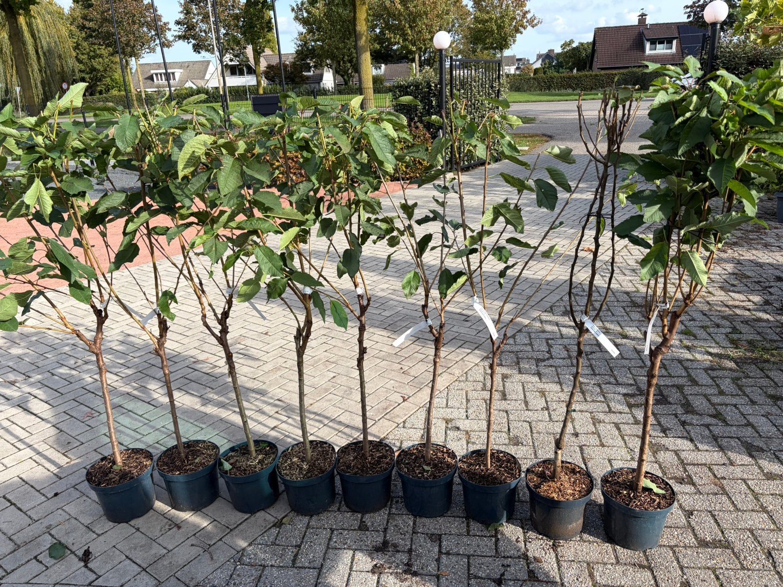 Fruit boom in je tuin neemt weinig plaats in en je fruit, Ophalen, Lente