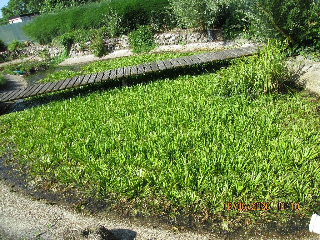 waterplanten krabbenscheer, Ophalen, Overige typen