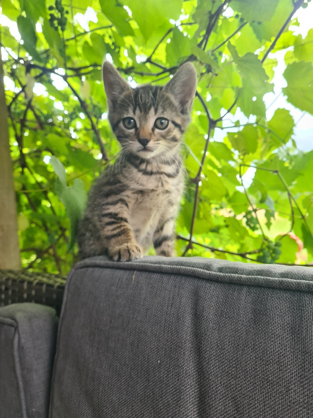 Kittens, Dieren en Toebehoren, Meerdere dieren