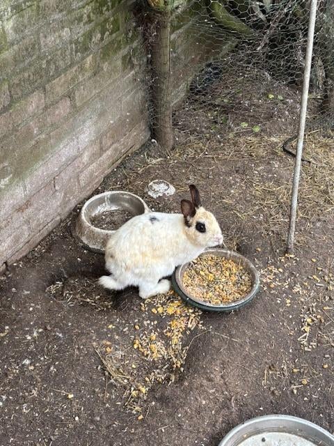 konijntjes m, Meerdere dieren, Middelgroot, 0 tot 2 jaar