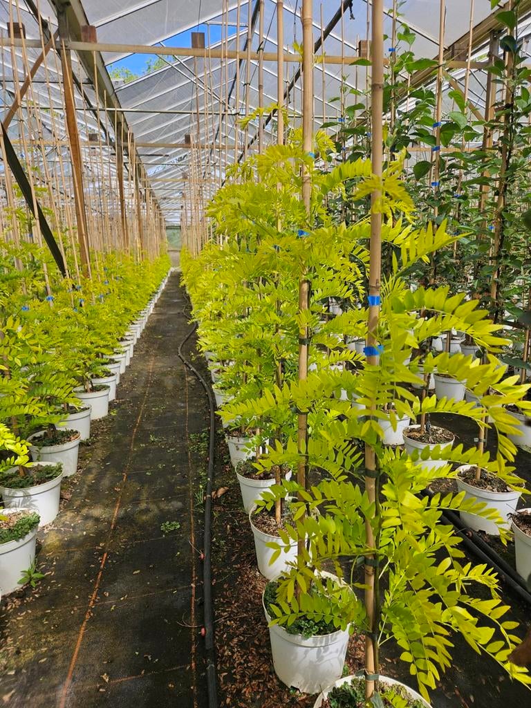 Gleditsia 'Sunburst' te koop!, Bloeit niet, Halfschaduw, Overige soorten, 100 tot 250 cm