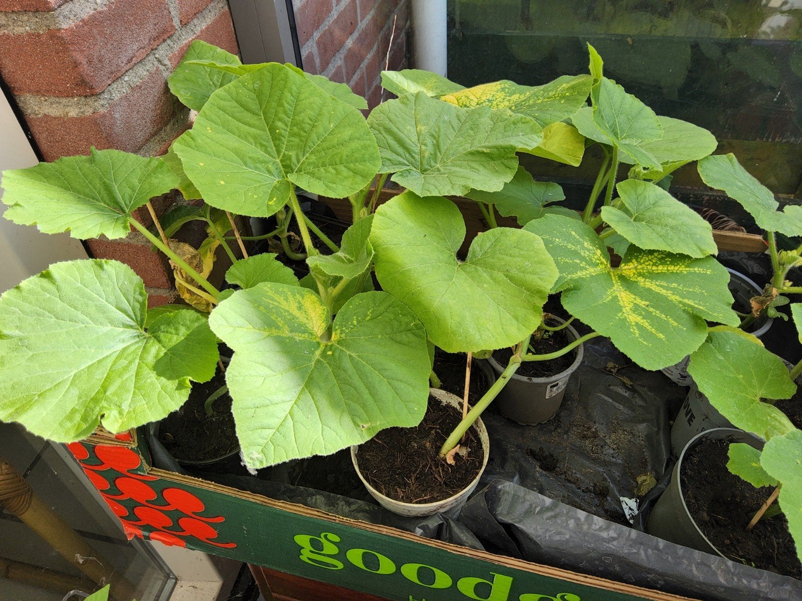 Pompoen planten, Tuin en Terras, Planten | Tuinplanten, Ophalen, Eenjarig, Groenteplanten, Volle zon