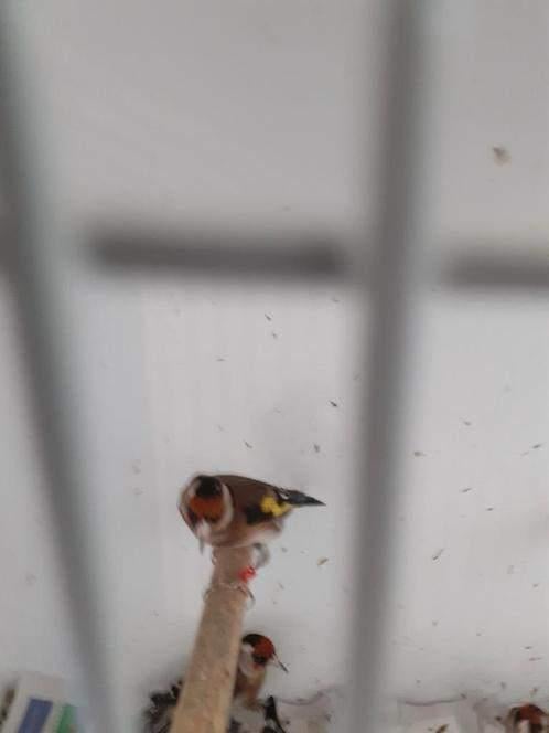 Kleine putter(vrouw) 2025 Ruilen voor man, Dieren en Toebehoren, Vogels | Overige Vogels, Vrouwelijk, Wildzangvogel, Geringd