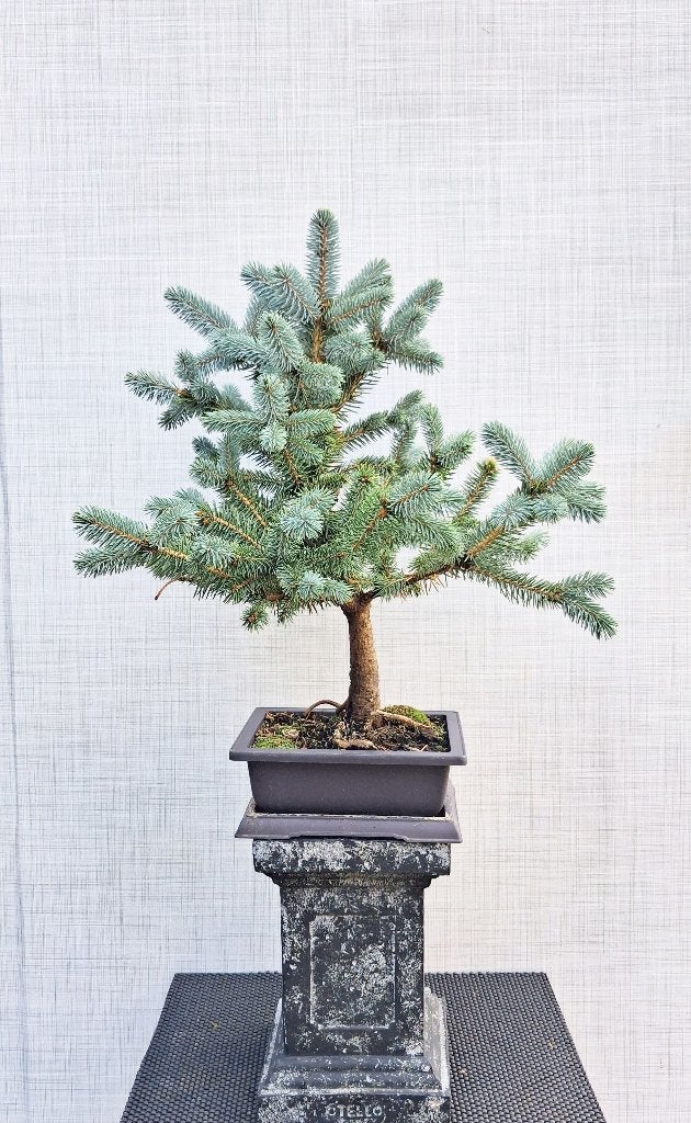 Bonsai Blauwspar- Picea Pungens Super Blue, In pot, Minder dan 100 cm, Bonsai, Groene kamerplant