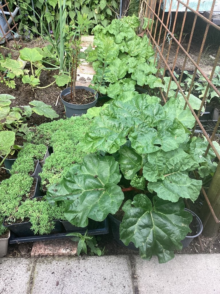 Rabarberplanten, Tuin en Terras, Ophalen, Overige soorten, Volle zon