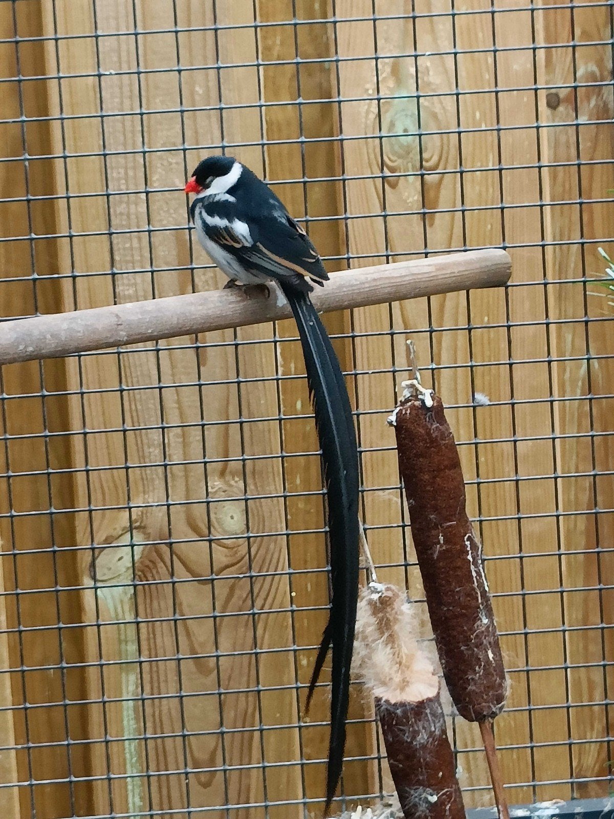 dominicaner wida, Mannelijk