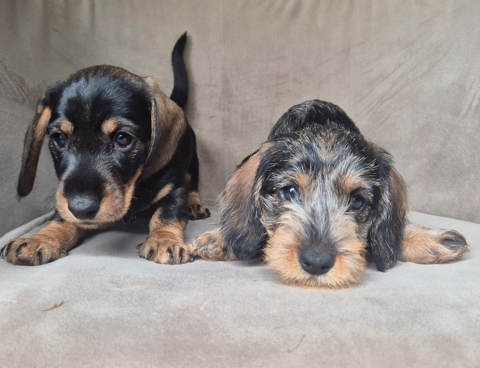 Ruwharige Teckelpups 1 teefje & 1 reutje ( gevlekt, dapple), Standaard, 8 tot 15 weken, Parvo, Meerdere