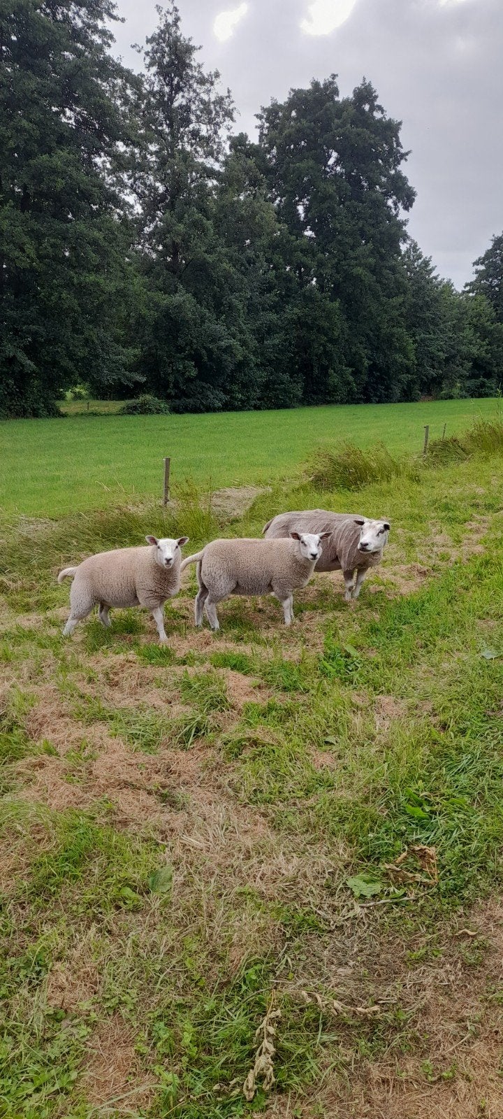 Tekoop 2 ooilammeren., Mannelijk, Schaap