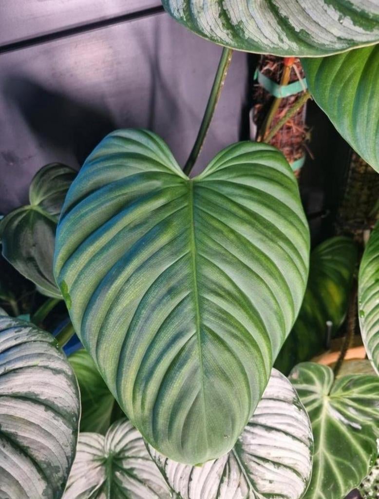 philodendron fuzzy petiole stek, Ophalen of Verzenden, Halfschaduw, Minder dan 100 cm