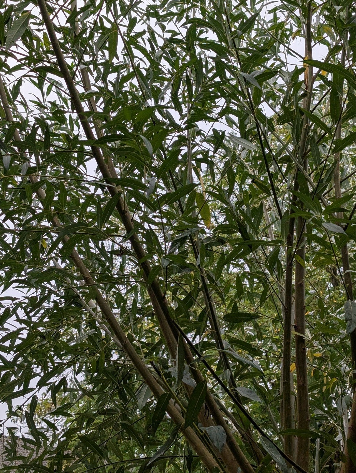 Wilgentakken, Tuin en Terras, Volle zon, Vaste plant, Bloeit niet, Ophalen