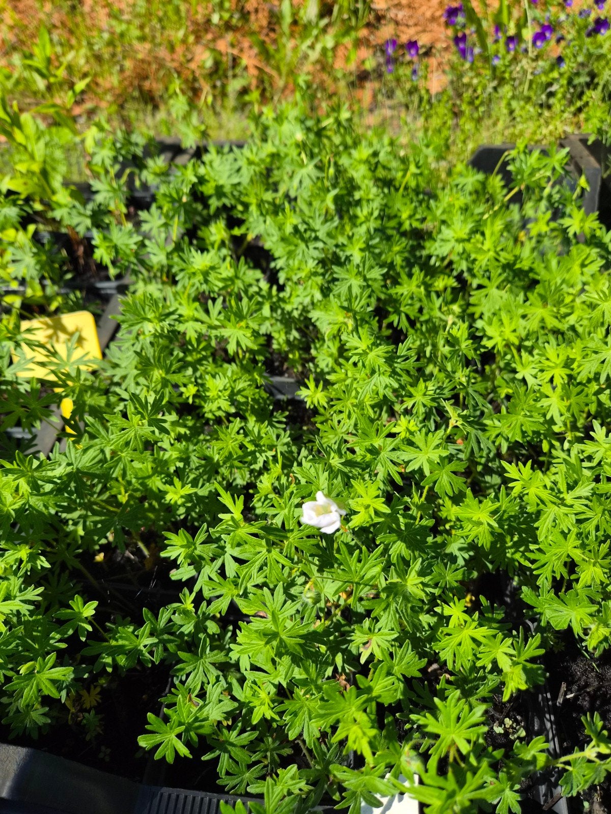 Geranium Sanguineum 'Album' - Witte Ooievaarsbek P9, Bodembedekkers, Volle zon, Vaste plant, Ophalen of Verzenden