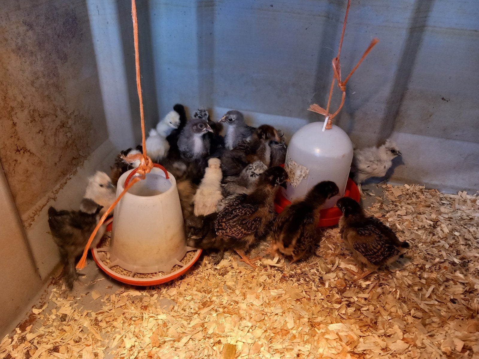 3 zijdehoen gesekst geënt hennen, Dieren en Toebehoren, Vrouwelijk, Kip