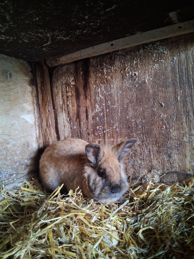Mooie dek ram, Dieren en Toebehoren, Mannelijk, Klein, 0 tot 2 jaar