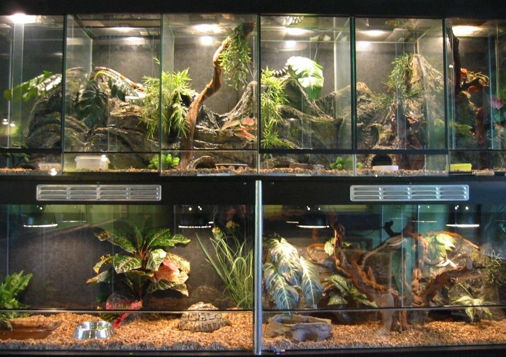 6 terraria met doorlopende achterwand, Dieren en Toebehoren, Ophalen, Gebruikt, Terrarium of Paludarium