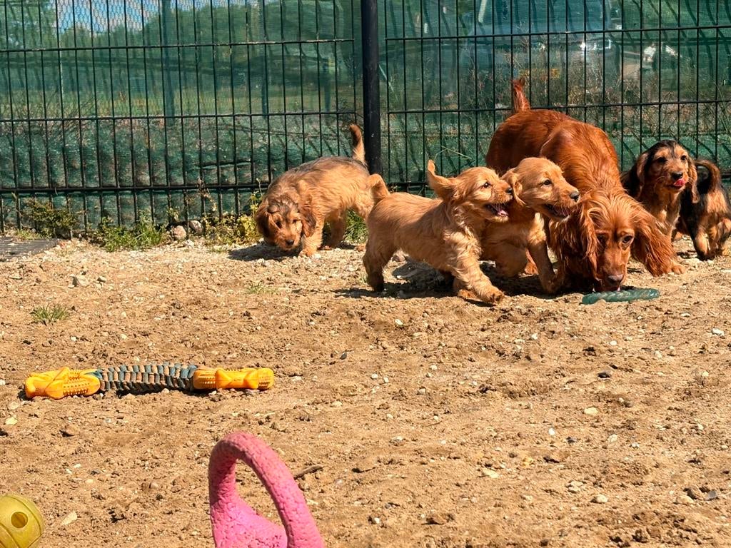 Cockerpoo pups, Dieren en Toebehoren, Honden | Chihuahua's en Gezelschapshonden, Parvo, Overige rassen, 8 tot 15 weken, Meerdere