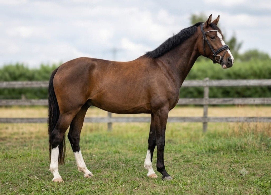 Super mooie 3 jarige merrie!, Dieren en Toebehoren, Paarden, Merrie, Dressuurpaard, 3 tot 6 jaar, 160 tot 165 cm