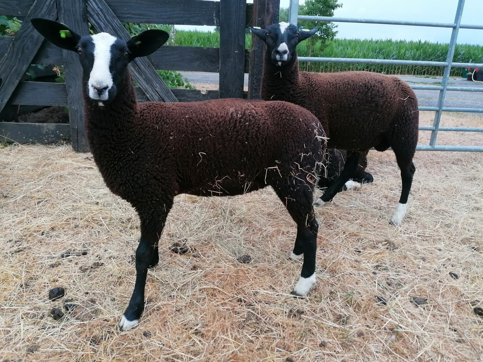 Zwartbles ooilam, Dieren en Toebehoren, Schapen, Geiten en Varkens, Vrouwelijk, Schaap