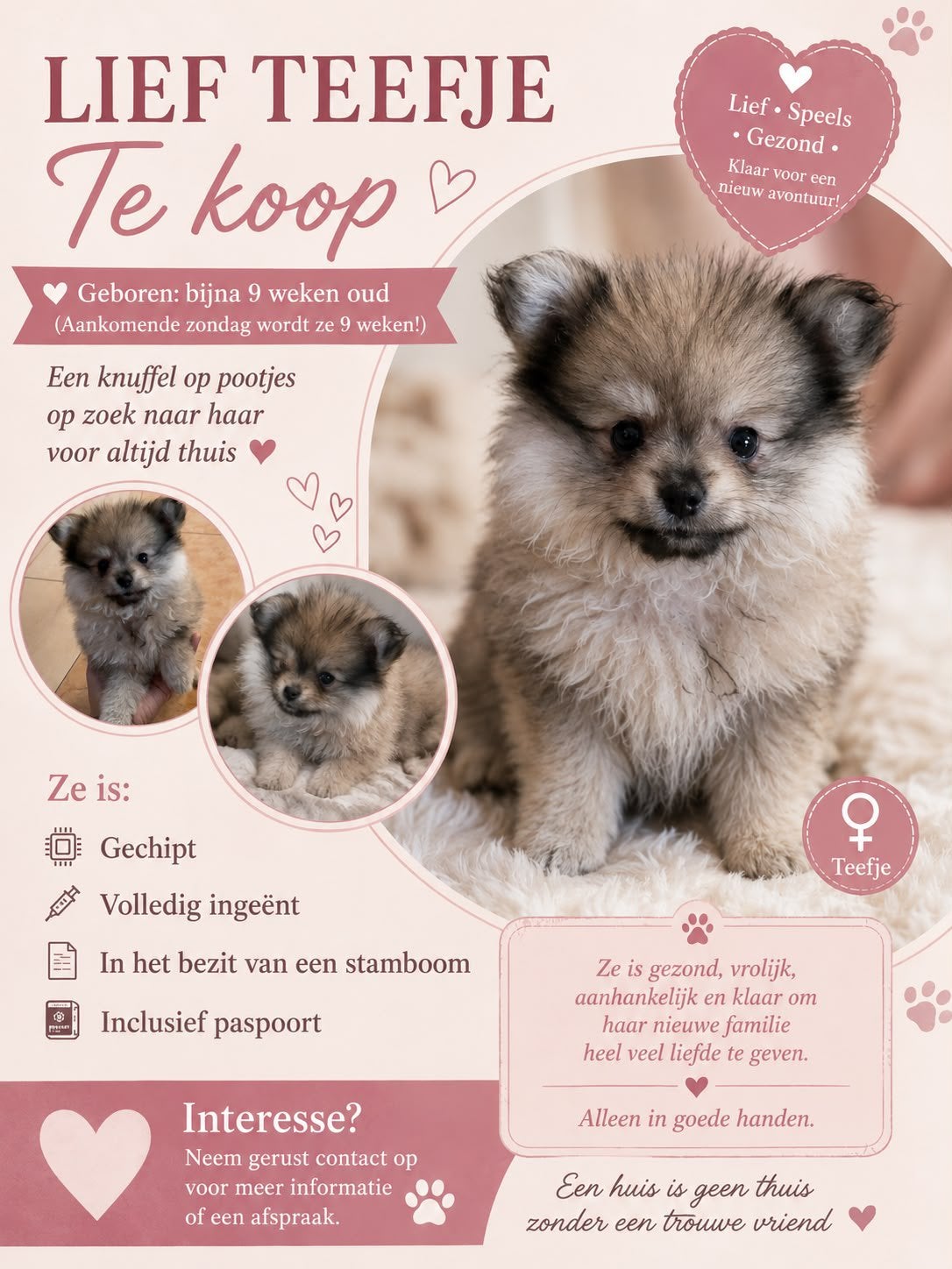 Pomedreaan, Dieren en Toebehoren, Overige rassen, 8 tot 15 weken, Teef, Parvo