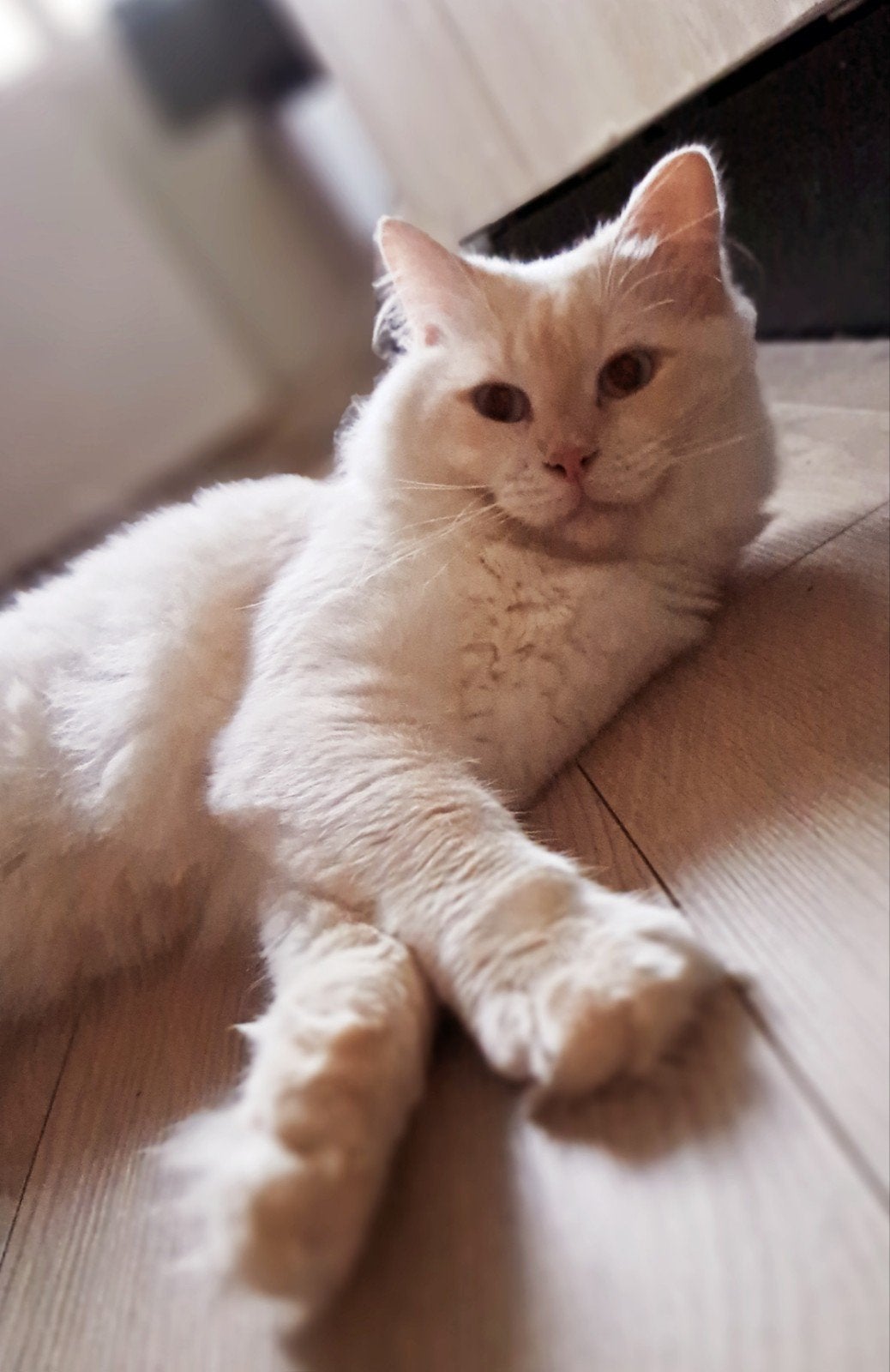 Ervaren Ragdoll dekkater Mufasa beschikbaar – hobbymatig, Dieren en Toebehoren, 0 tot 2 jaar