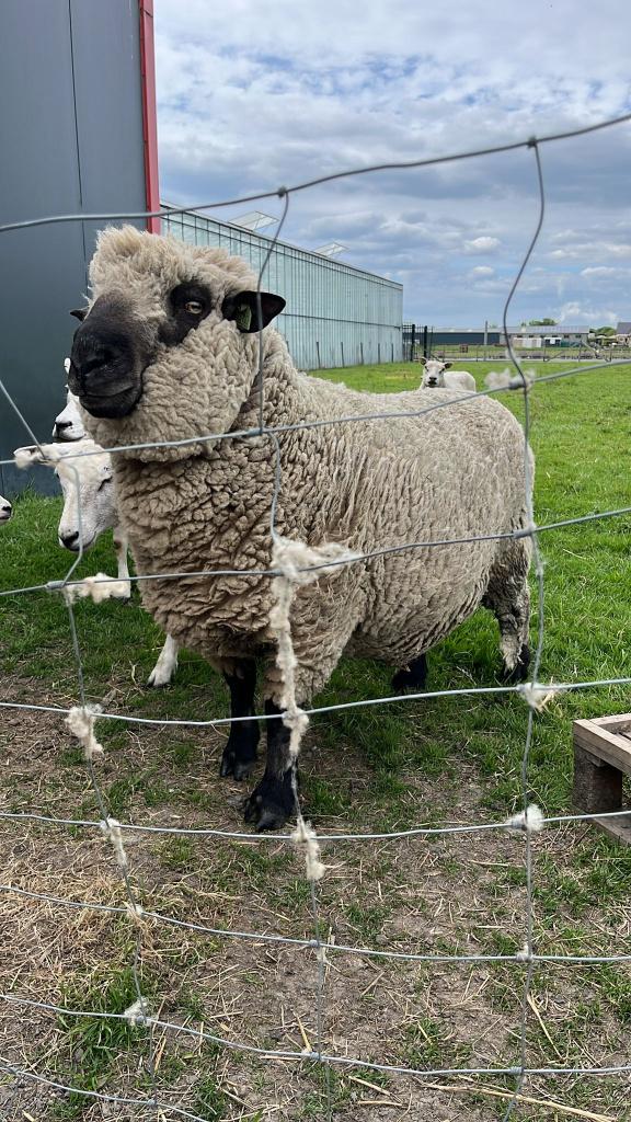 Hampshire Down Ram, Dieren en Toebehoren, Schapen, Geiten en Varkens, Mannelijk, Schaap, 3 tot 5 jaar