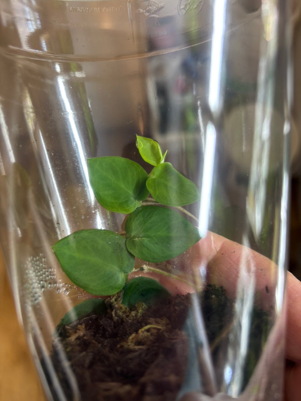 Terrariumplant Rhaphidophora hayi, Ophalen of Verzenden, Halfschaduw, Minder dan 100 cm