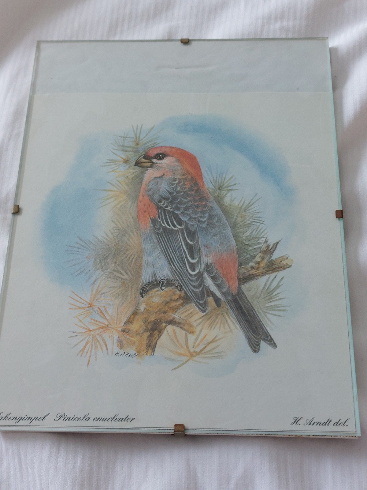 Tekening, afbeelding Haakbek, Antiek en Kunst, Ophalen of Verzenden