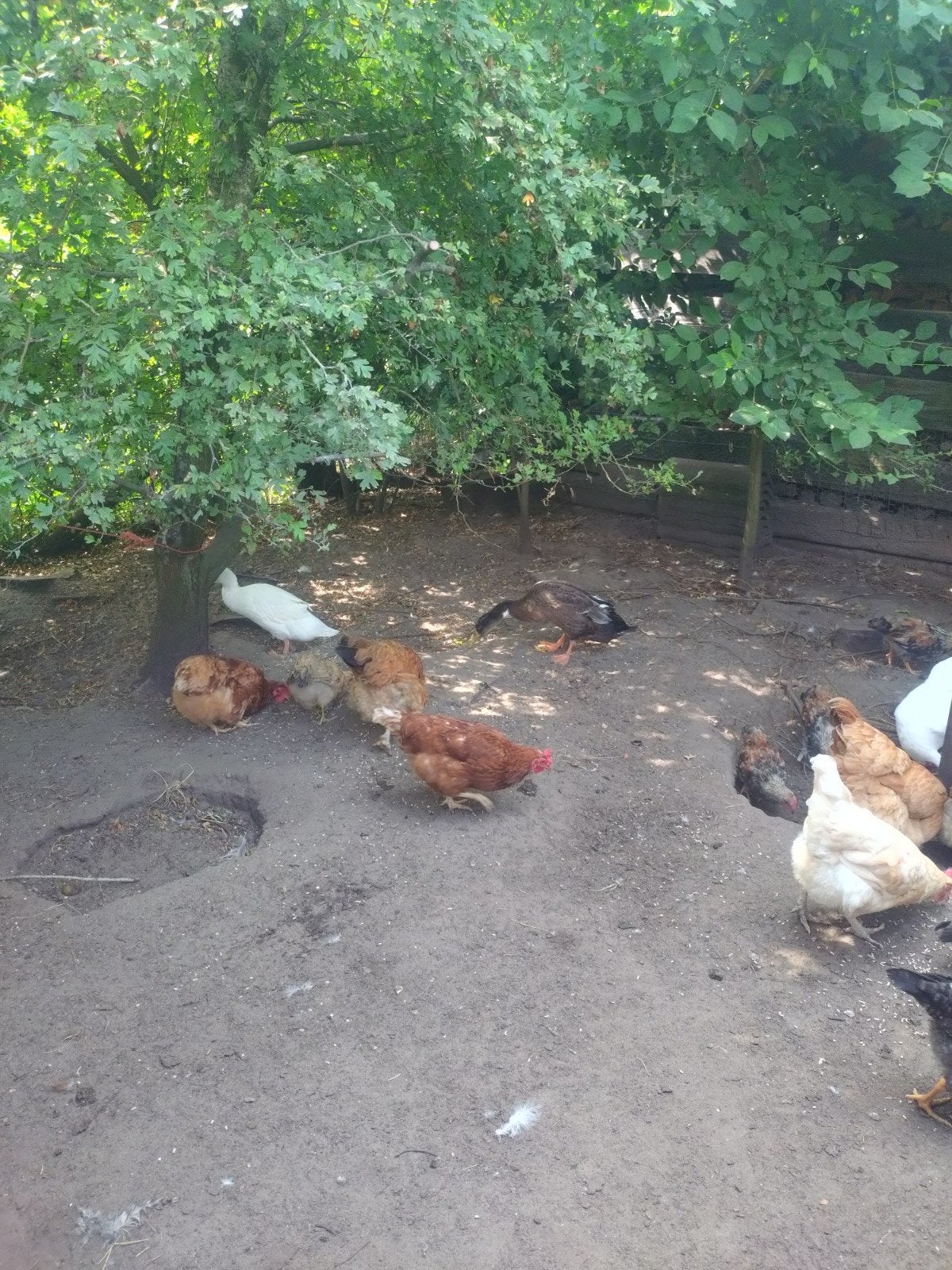Indische loopeenden te koop, Meerdere dieren, Eend
